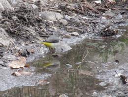 motacilla_cinerea-mm3