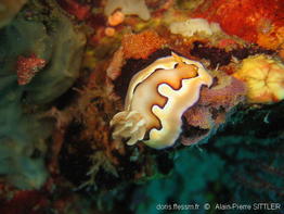 goniodoris_coi-aps101