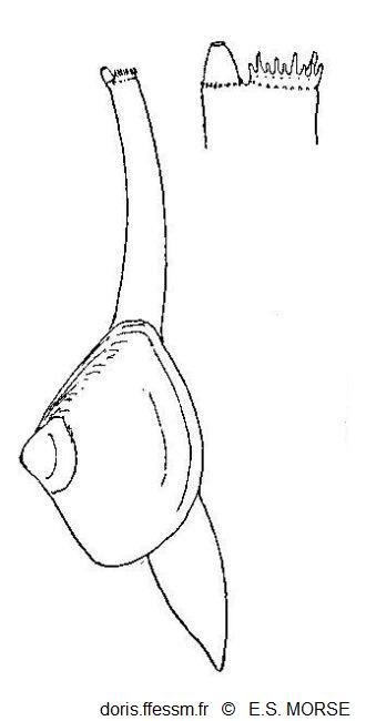 Mulinia_lateralis_esm_01