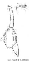 Mulinia_lateralis_esm_01