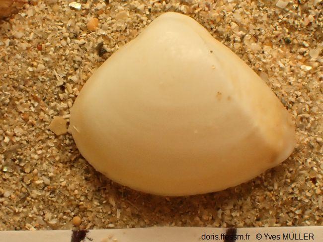Mulinia_lateralis_ym_01