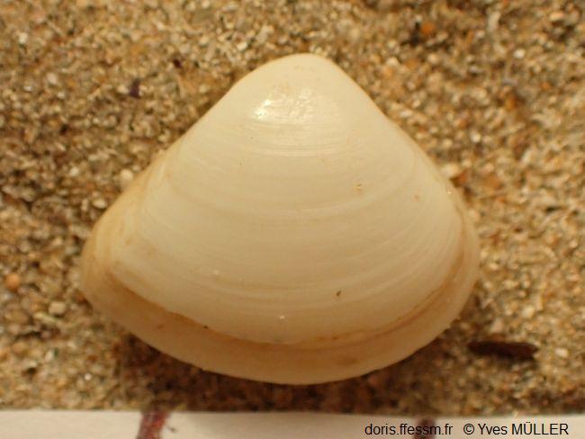 Mulinia_lateralis_ym_02