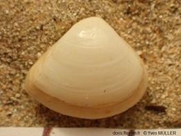 Mulinia_lateralis_ym_02