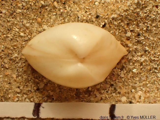 Mulinia_lateralis_ym_03
