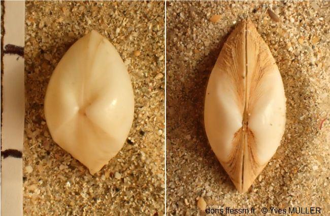 Mulinia_vs_Spisula_ym_01