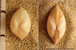 Mulinia_vs_Spisula_ym_01