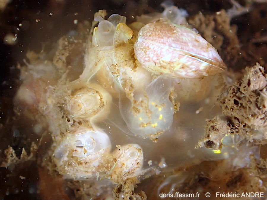Musculus_subpictus-fran153