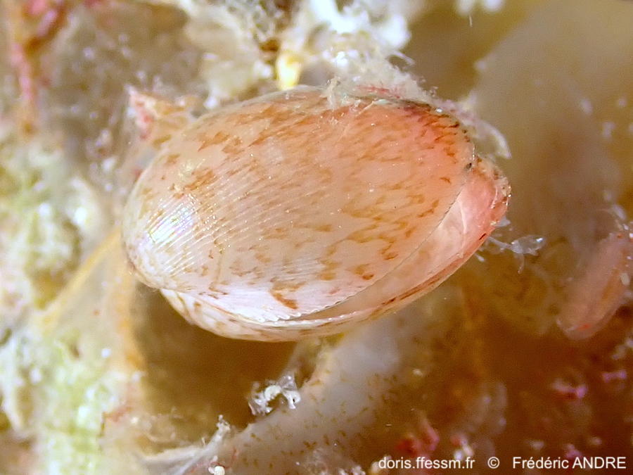 Musculus_subpictus-fran270