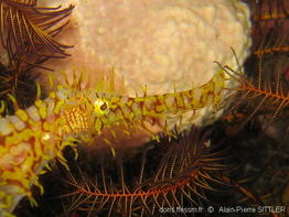 solenostomus_paradoxus-aps1