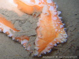 armina_maculata-aps215
