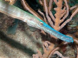 aulostomus_maculatus-vm3
