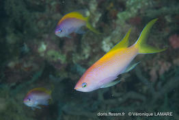 pseudanthias_evansi-vl2