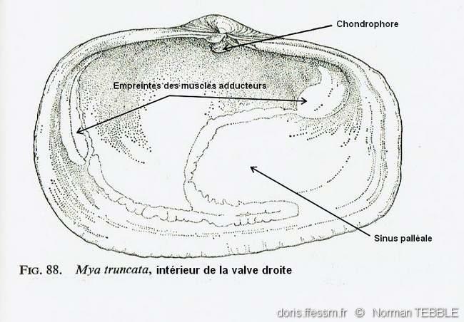 mya_truncata-note-img_06