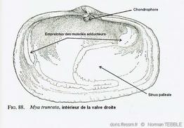 mya_truncata-note-img_06