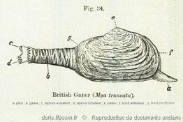 mya_truncata-rda-img_320