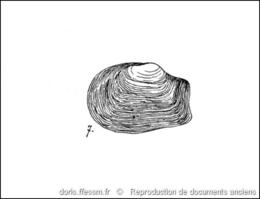 mya_truncata-rda-img_821