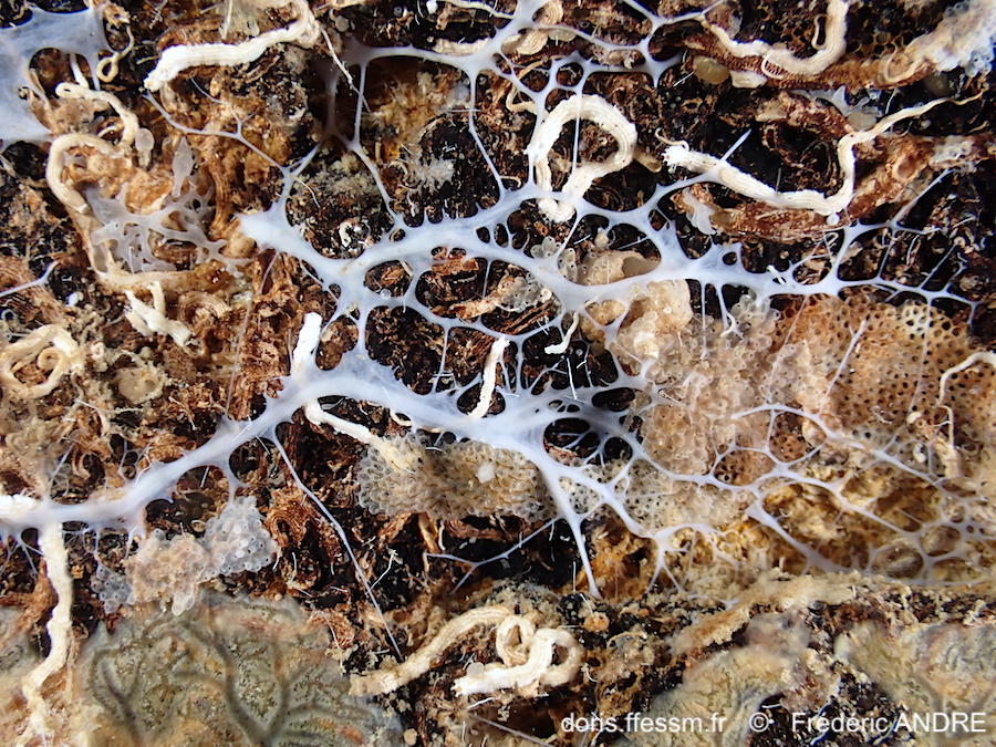 Myceliospongia_araneosa-fran5