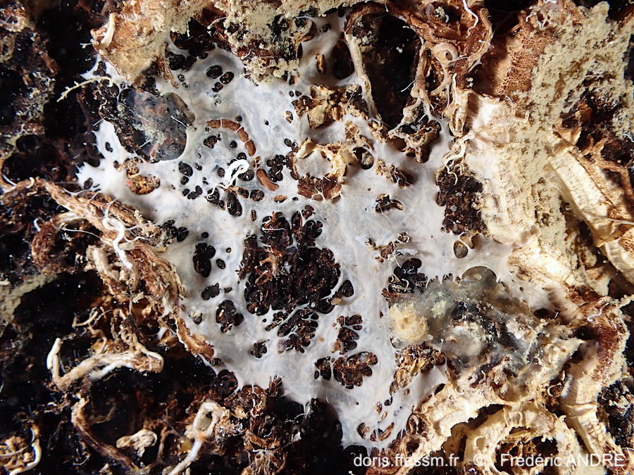 Myceliospongia_araneosa-fran77