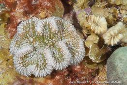 mycetophyllia_aliciae-vl1