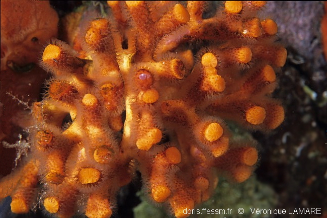 Faux corail