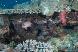 myripristis_adusta-vl2