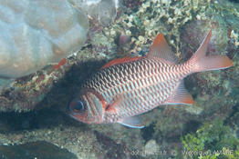 myripristis_violacea-vl2