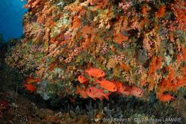 myripristis_vittata_et_murdjan-5vl