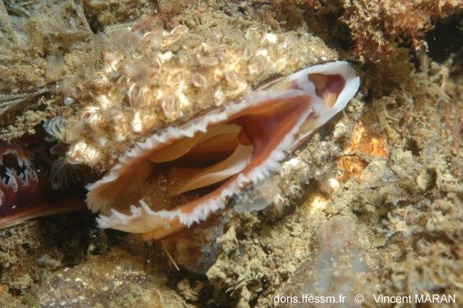 mytilus_edulis(6)