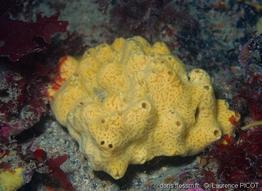 myxilla_incrustans-lapi-img_1103