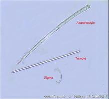 myxilla_incrustans-plg-img_11