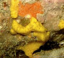 myxilla_incrustans-plg-img_4456
