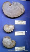 argonauta_sp-fa-prague2