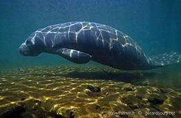 trichechus_manatus-geso857