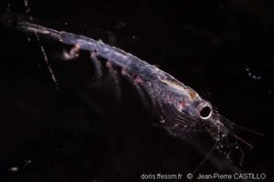 meganyctiphanes_norvegica-jpc3