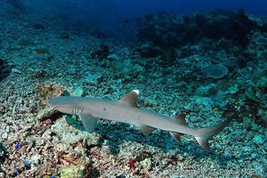 Requin corail : taille, description, biotope, habitat, reproduction