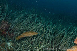 labrus_viridis-vl3