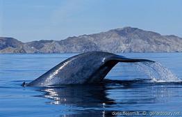 Balaenoptera_musculus-gs2