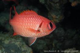 myripristis_murdjan_1vl