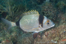 diplodus_vulgaris-vl3