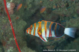 choerodon_fasciatus_vl7