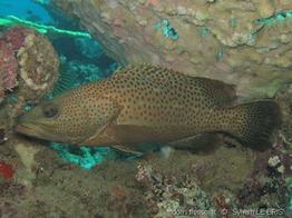 anyperodon_leucogrammicus-slb5