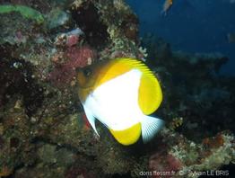 hemitaurichthys_polylepis-slb2