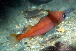 Trisopterus_minutus_VM4