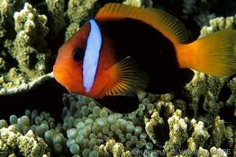 amphiprion_melanopus-vl1