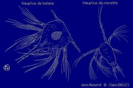 nauplius_glossaire-cBrucy01
