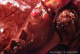necora_puber-4