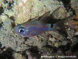 Nectamia_savayensis-010phbo