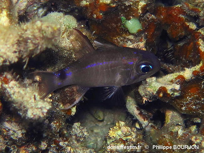 Nectamia_savayensis-020phbo