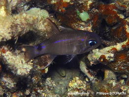 Nectamia_savayensis-020phbo