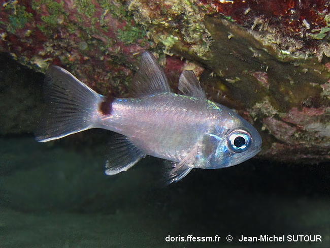 Nectamia_savayensis-030jmsu